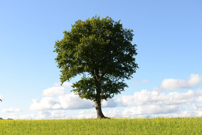 Baum.jpg