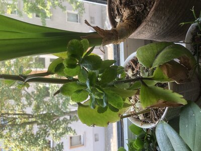 IMG_5197.jpeg