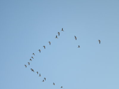 IMG_0749.JPG