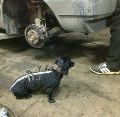 dackelhilfe.jpg (95.32 KiB) 3703 mal betrachtet dackelhilfe.jpg