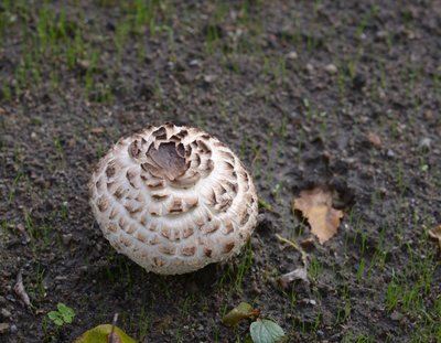 Pilz im Vorgarten.JPG