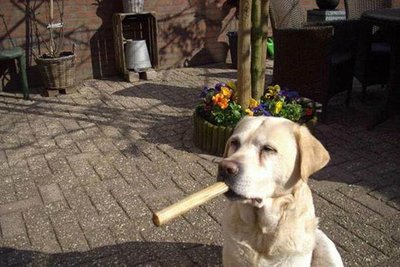 Hund raucht.jpg